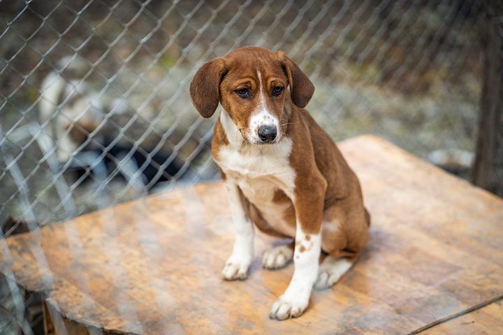 Itching in Dogs - Causes, Symptoms & Relief 14 Itching in Dogs - Causes, Symptoms & Relief 14