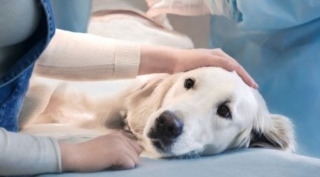 Pet allergy - Symptoms and causes 10