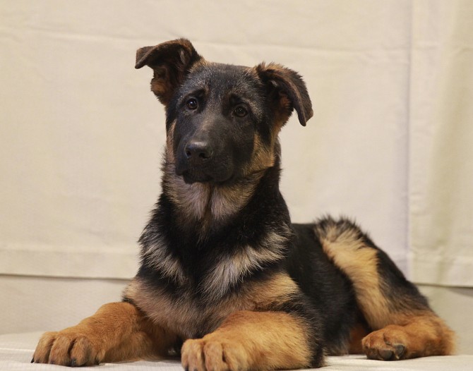 German Shepherd Dog: All You Need To Know 12