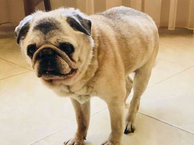 Diabetes Mellitus in the Female Dog 11 Diabetes Mellitus in the Female Dog 11