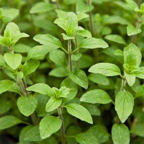 Medicinal Herbs for the Dog – a Fit Start Into Spring 25 Medicinal Herbs for the Dog – a Fit Start Into Spring 25