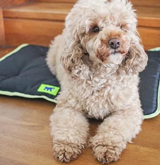 Toxic or Not? Everything You Need to Know About Gel Cooling Mats for Dogs 12