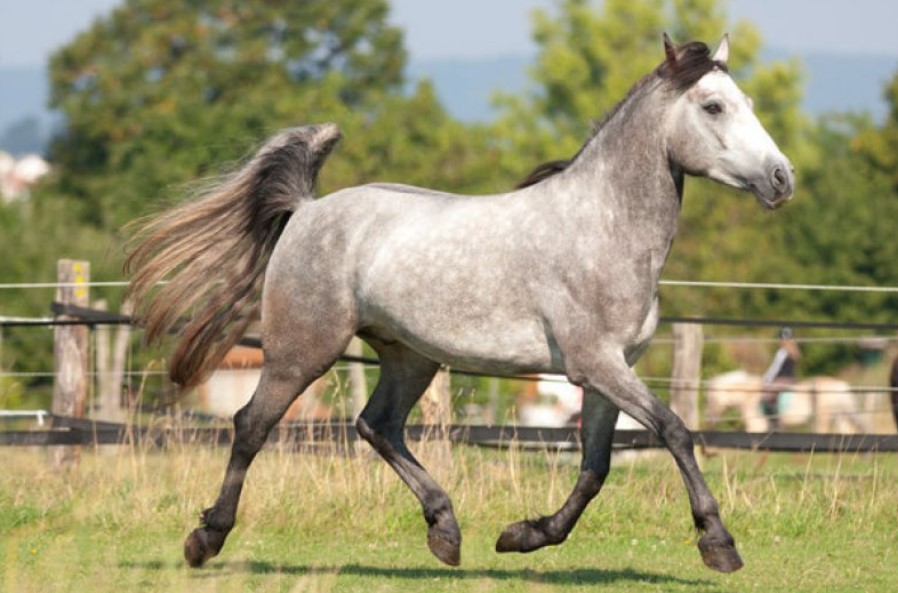 Horse Breed: Connemara Pony 10