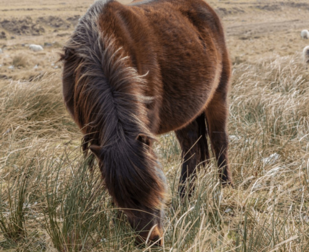 Horse Breed: Dartmoor Pony 9