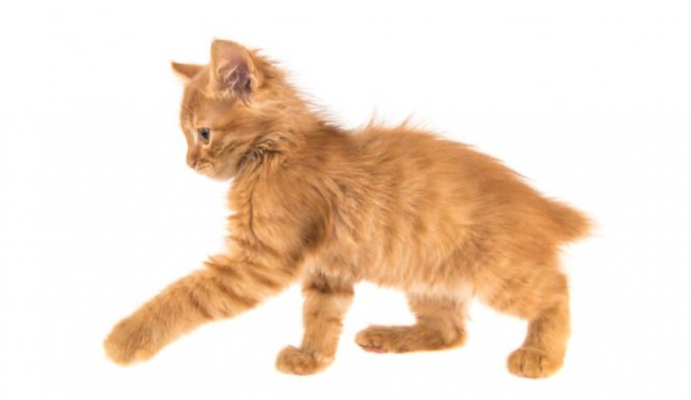 American Bobtail: All You Need To Know 17 American Bobtail: All You Need To Know 17