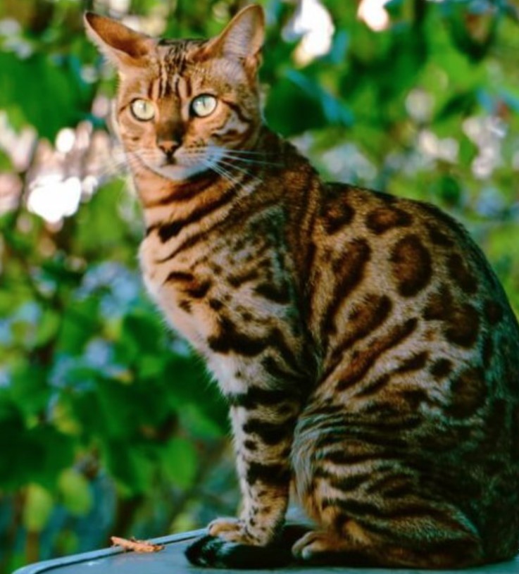 Bengal Cat Breed Information 11