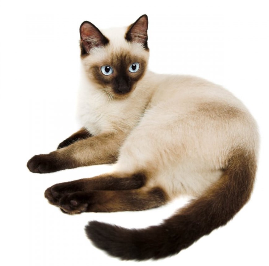 Breed Portrait: Siamese Cat 13 Breed Portrait: Siamese Cat 13