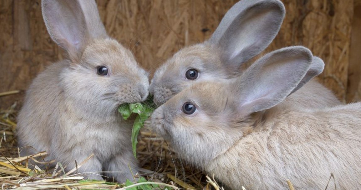 Shortness of Breath in Rabbits 9