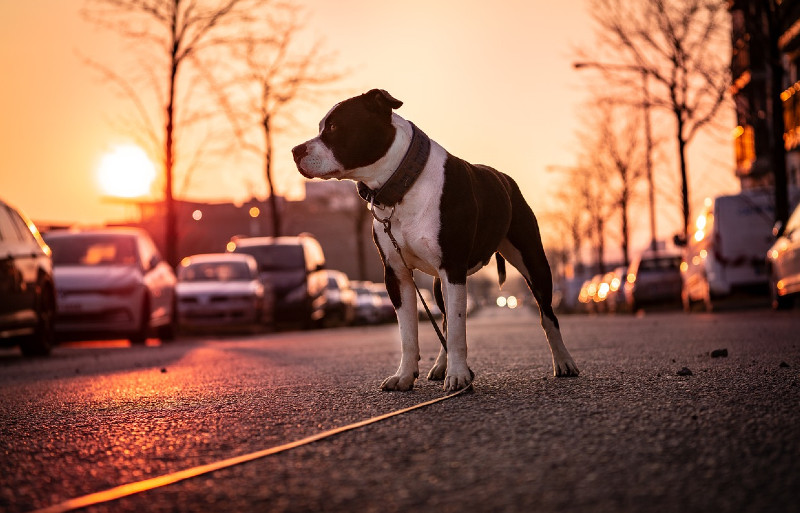 Joint Diseases in Dogs: Recognizing, Treating and Preventing 13 Joint Diseases in Dogs: Recognizing, Treating and Preventing 13