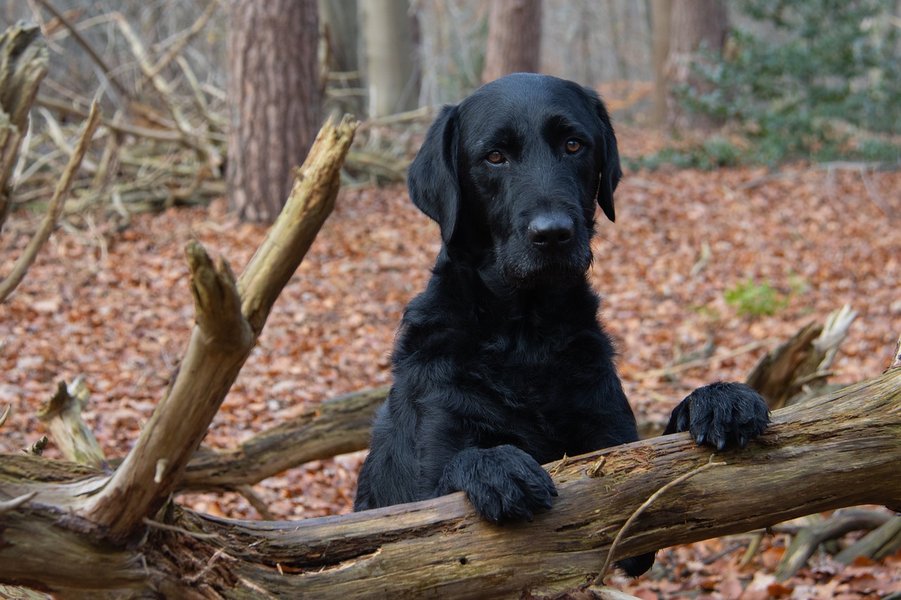 Diarrhea in Dogs: Causes & Treatment 10 Diarrhea in Dogs: Causes & Treatment 10