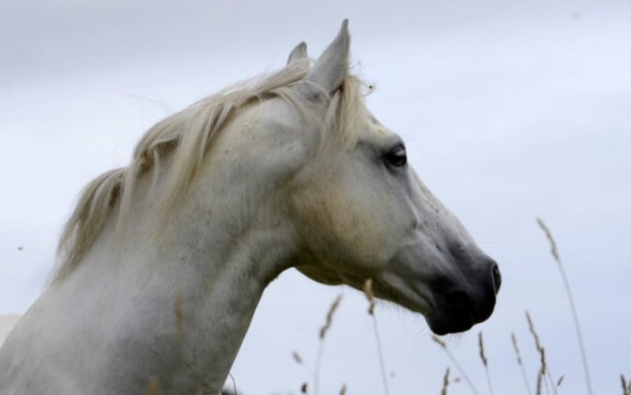 Horse Breed: Connemara Pony 11
