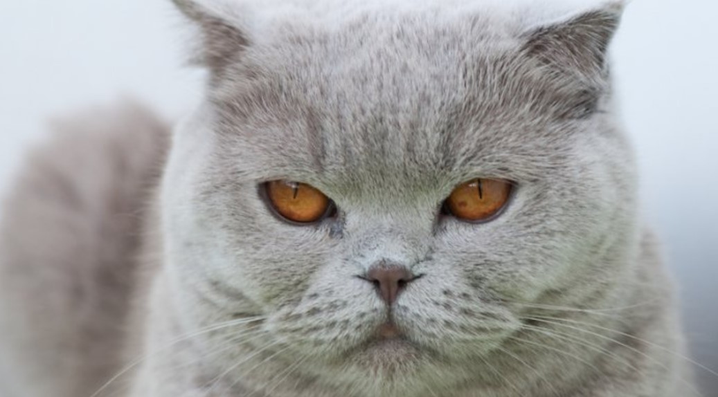 Breed Portrait: British Shorthair 12 Breed Portrait: British Shorthair 12