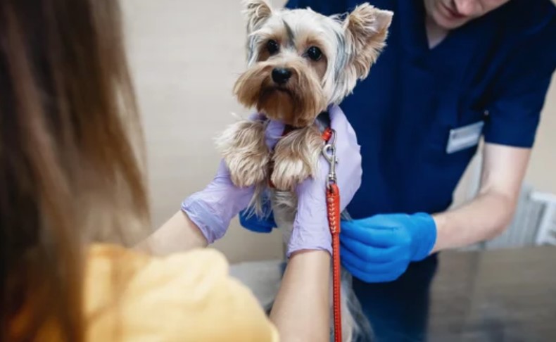 Acupuncture for Dogs: What You Need to Know 11 Acupuncture for Dogs: What You Need to Know 11