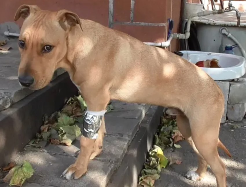 Arthritis in Dogs and Cats 11 Arthritis in Dogs and Cats 11