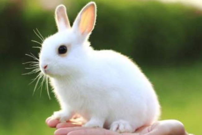 Shortness of Breath in Rabbits 10