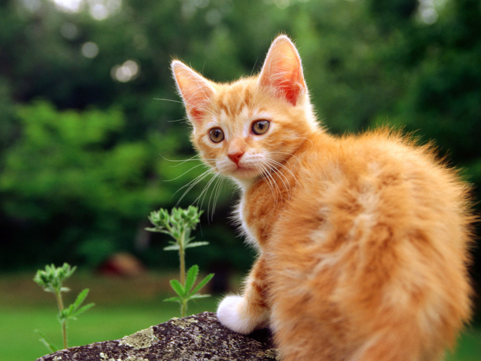 Poisonous Plants for Cats - Compact Knowledge 12 Poisonous Plants for Cats - Compact Knowledge 12