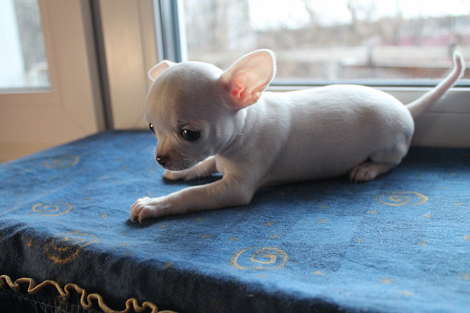 My Dog Has a Food Allergy: What to Do? 13