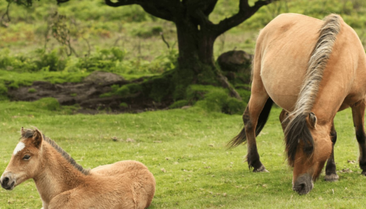 Horse Breed: Dartmoor Pony 12