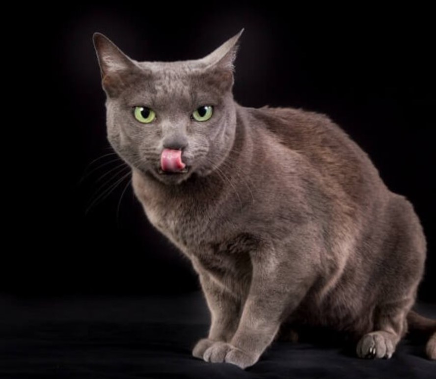 Breed Portrait: Korat 13