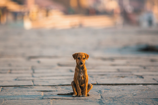 DIY – Make Paw Balm Yourself 13 DIY – Make Paw Balm Yourself 13