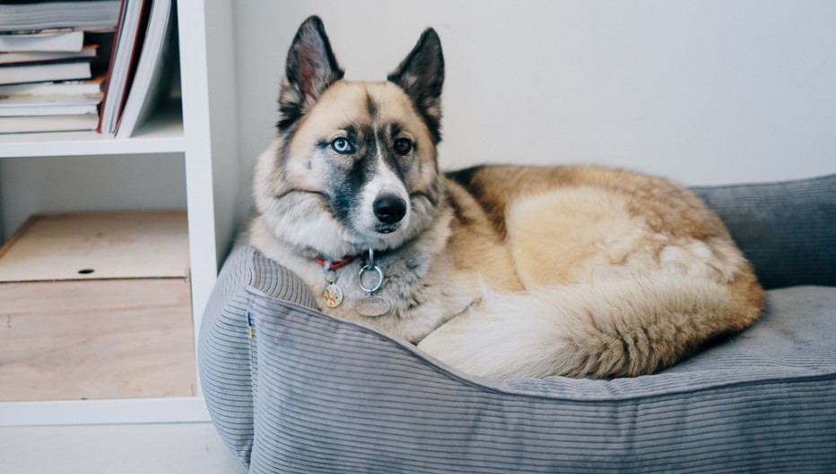 Orthopedic Dog Bed - Healthy and Ergonomic Sleeping Comfort for Your Dog 13