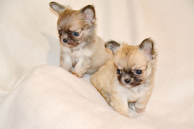 My Dog Has a Food Allergy: What to Do? 14