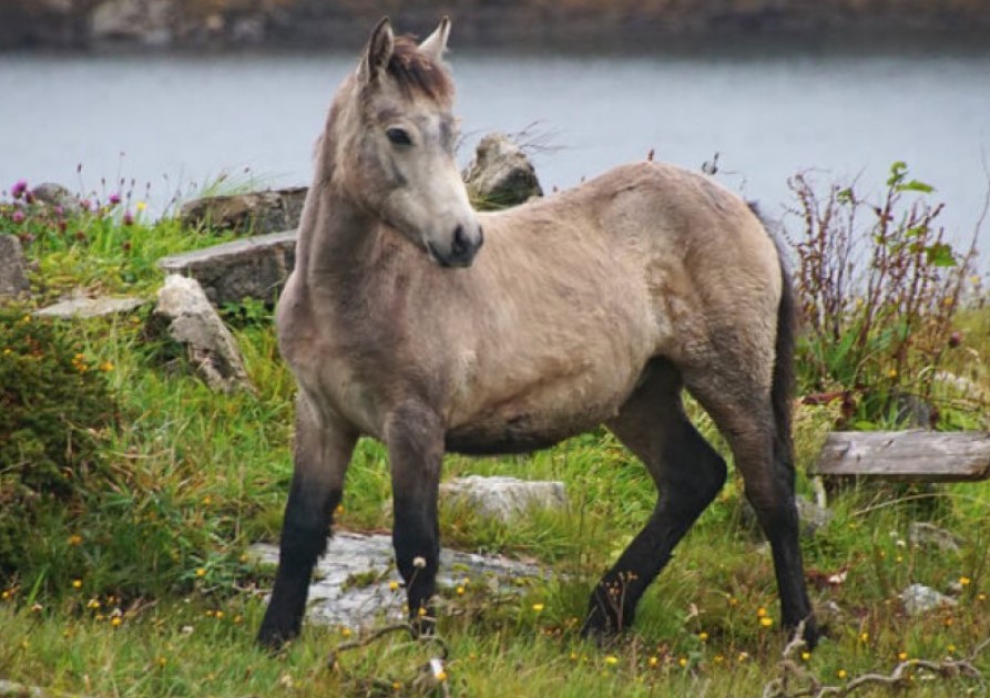Horse Breed: Connemara Pony 12