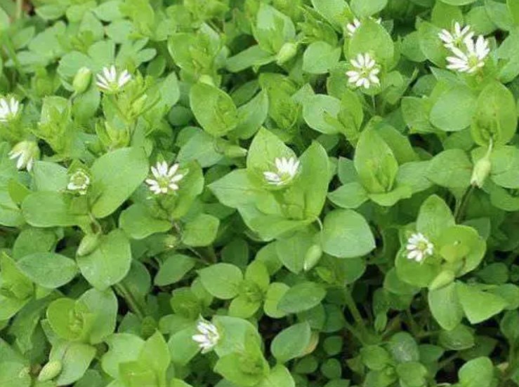 Medicinal Herbs for the Dog – a Fit Start Into Spring 29 Medicinal Herbs for the Dog – a Fit Start Into Spring 29