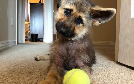 My Dog Has a Food Allergy: What to Do? 12