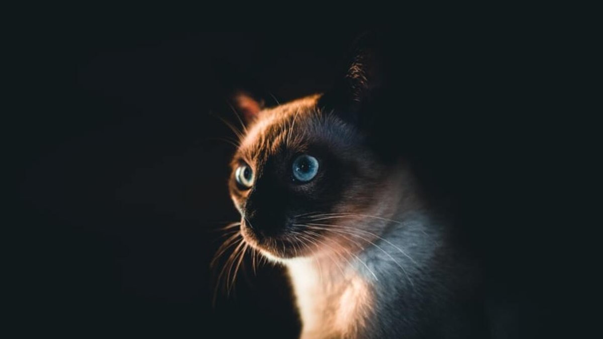 Breed Portrait: Siamese Cat 15