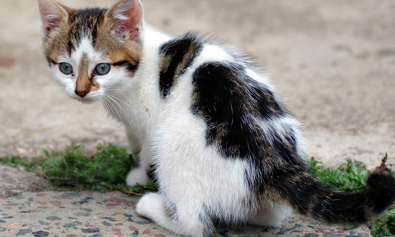 Poisonous Plants for Cats - Compact Knowledge 14 Poisonous Plants for Cats - Compact Knowledge 14