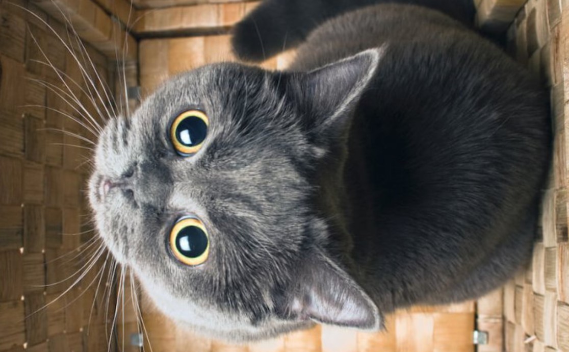 Breed Portrait: British Shorthair 14 Breed Portrait: British Shorthair 14