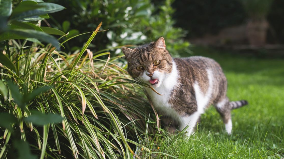 Help, My Cat is Peeing on the Carpet!