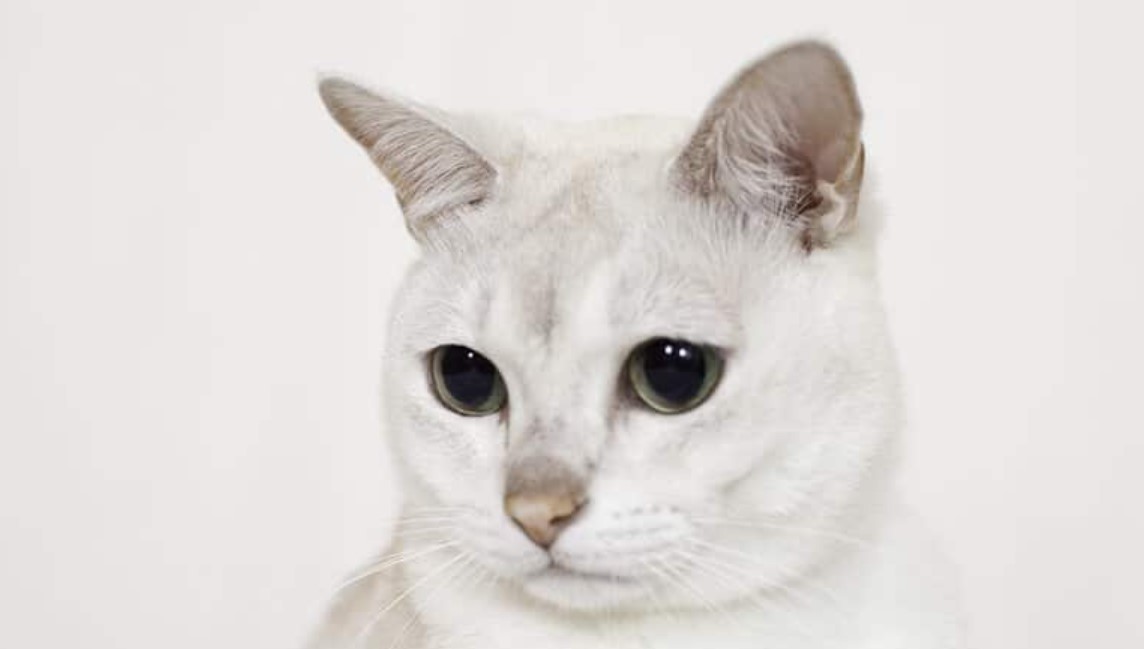 Breed Portrait: Burmilla 13 Breed Portrait: Burmilla 13