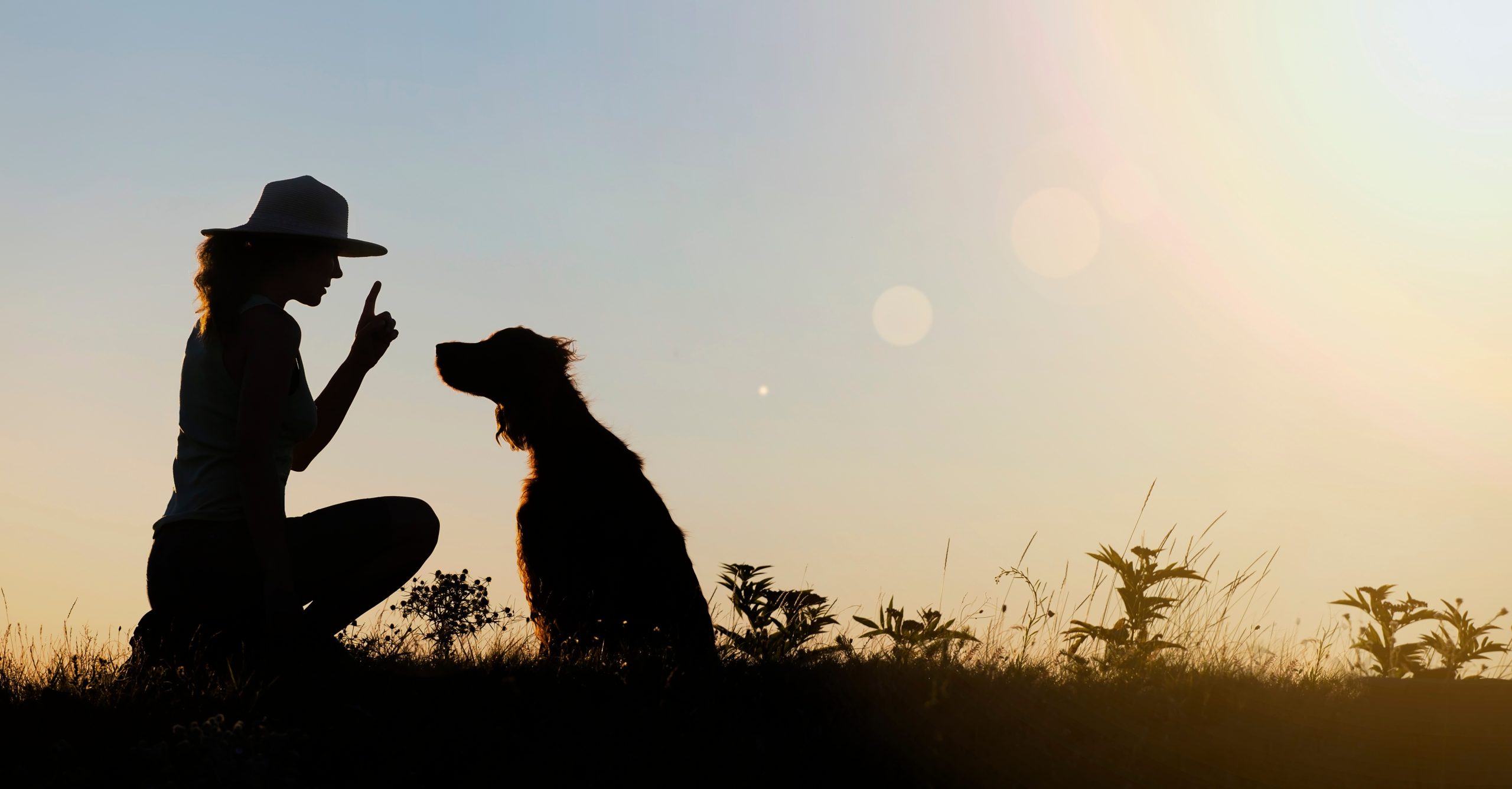 Dog Training 101: How And Where To Start 10