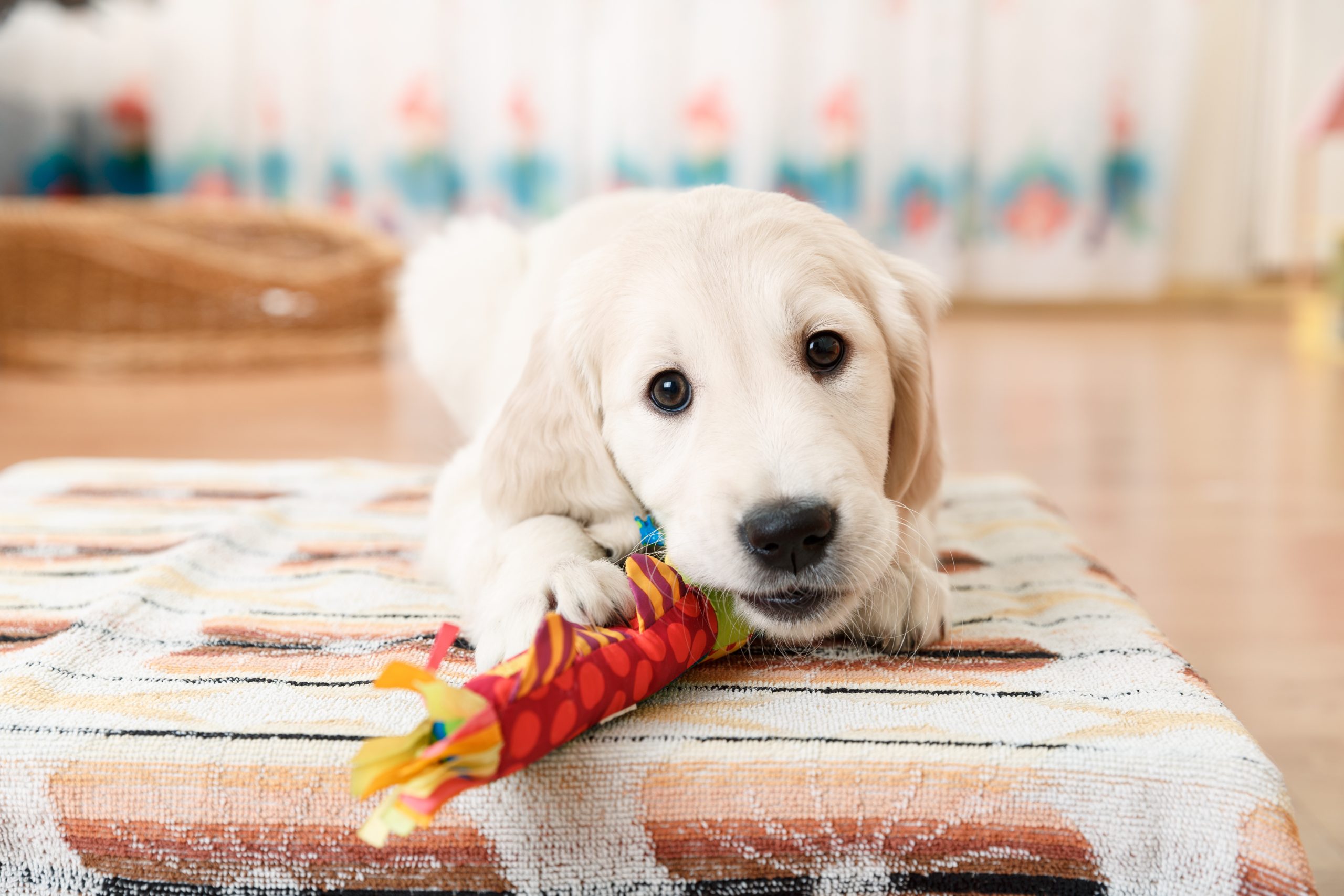Adopting Your First Puppy: