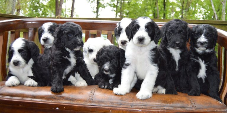 What You Need to Know About Sheepadoodles: A Short Guide - BuzzSharer.com