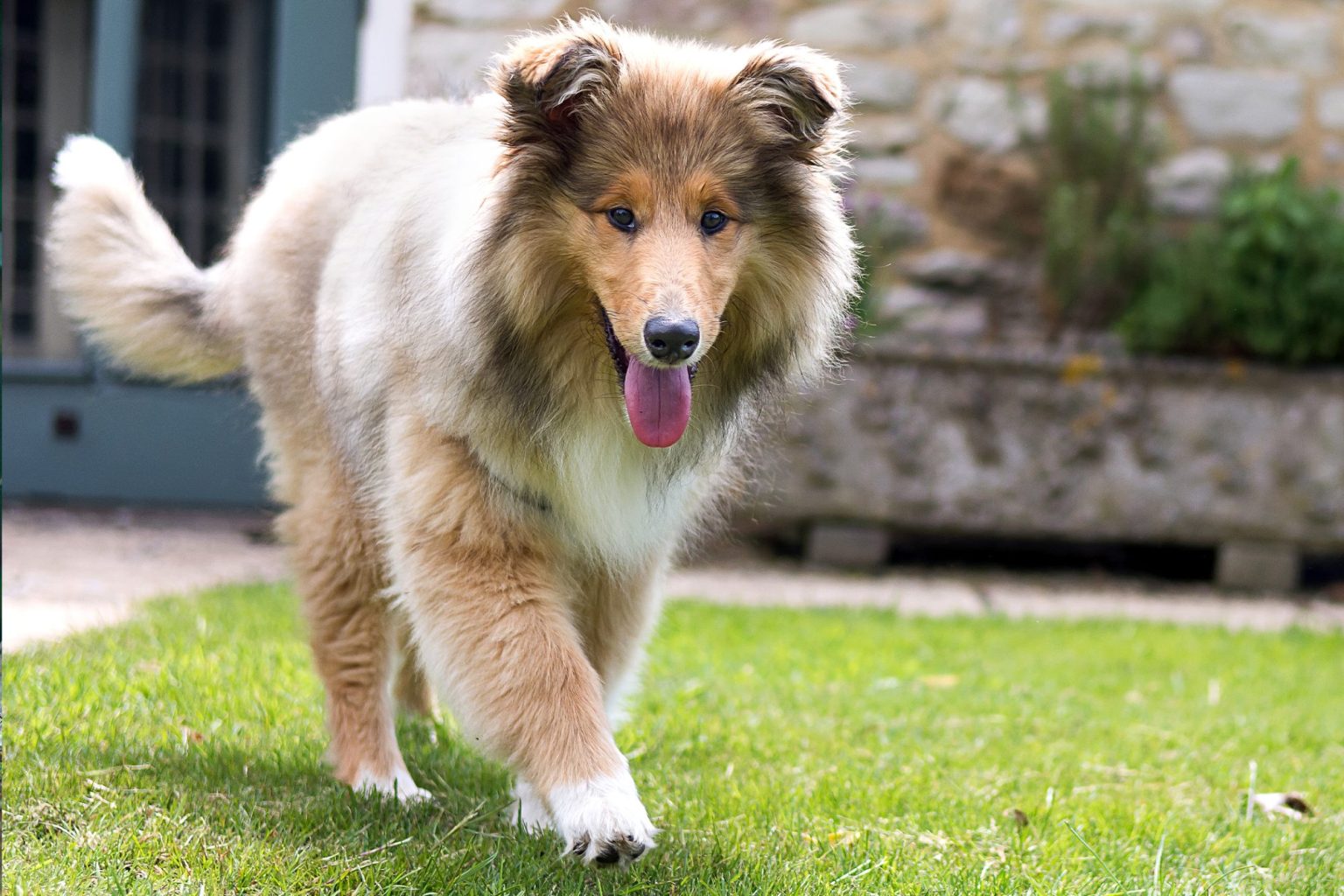 How to Choose the Perfect Dog Breed