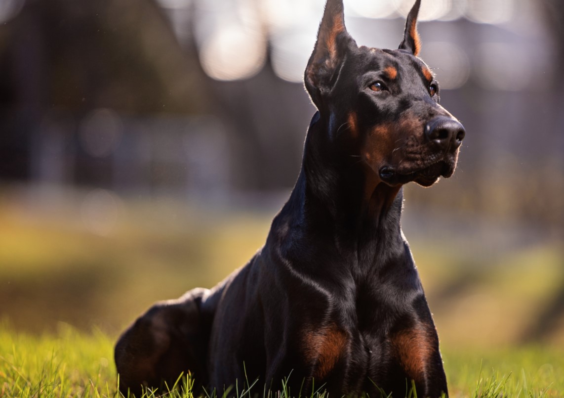 How to Choose the Perfect Dog Breed 47