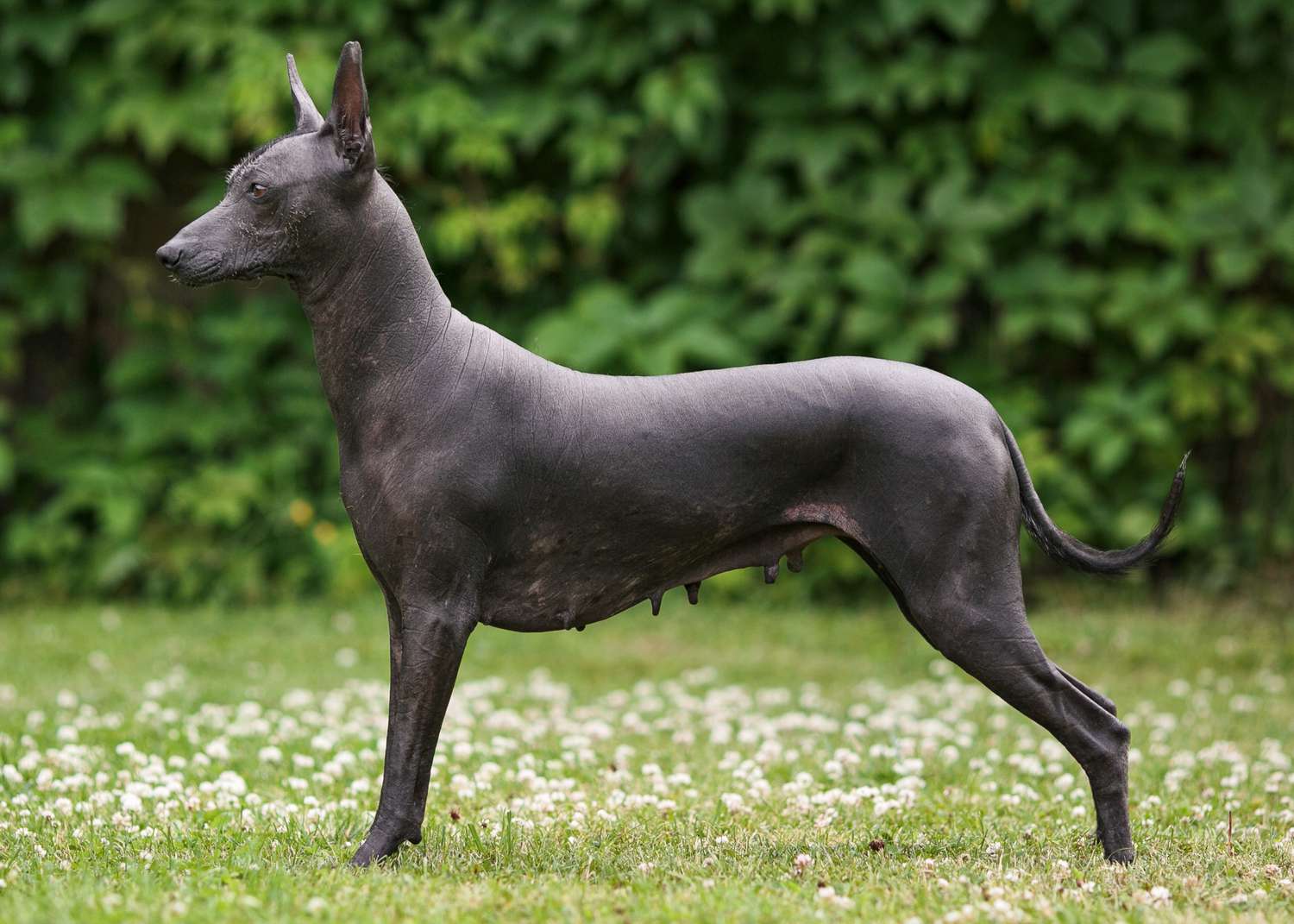 Rare Dog Breeds: The 26 Rarest Dogs In The World 66