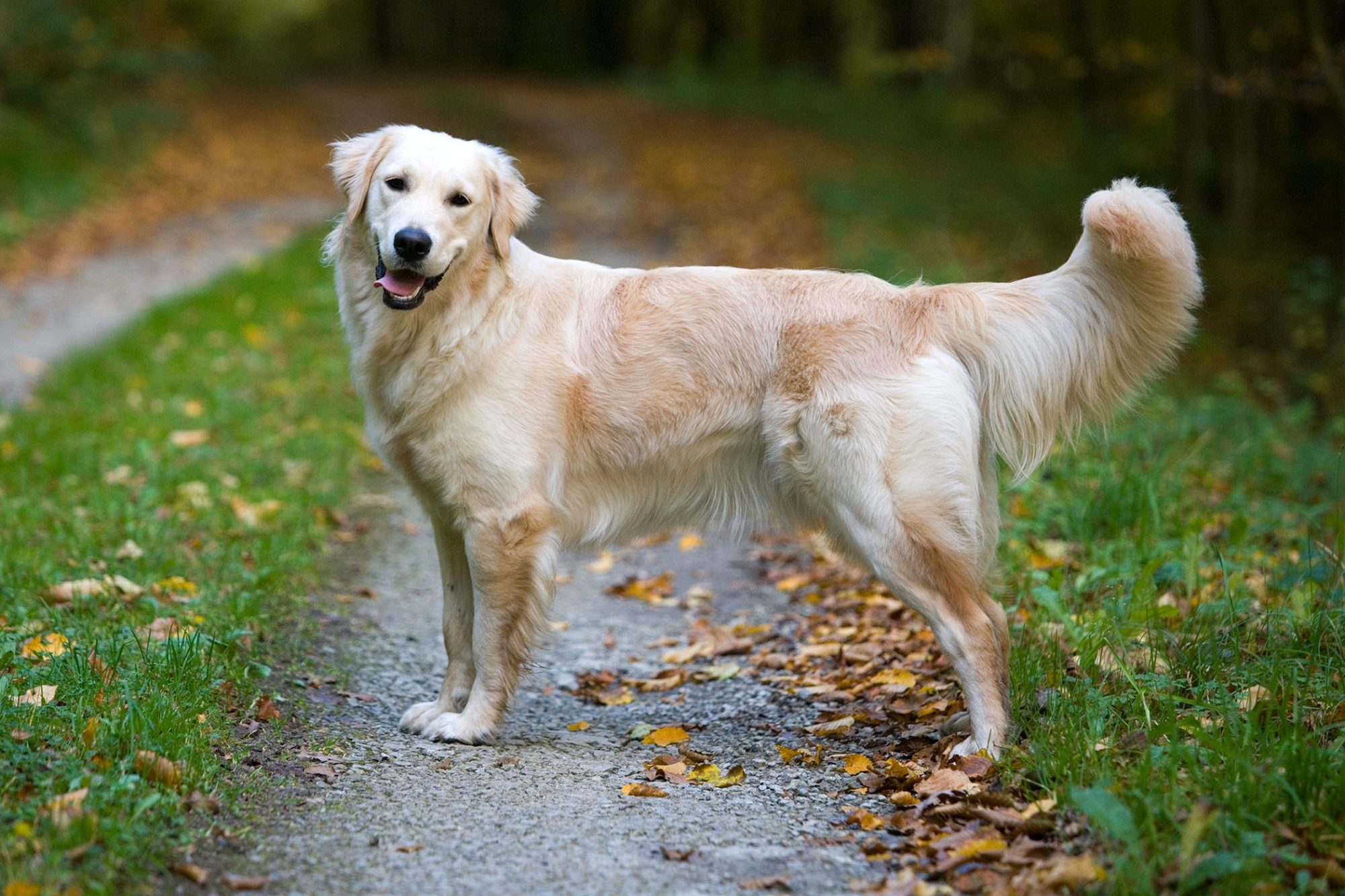 Types of Dog Breeds: Hunting Dog Breeds (Part 3) 26