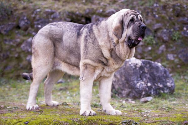 The 18 Most Dangerous Dog Breeds Ever Existed 51