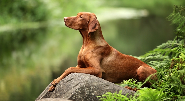 The 10 Most Popular Hunting Dog Breeds 23
