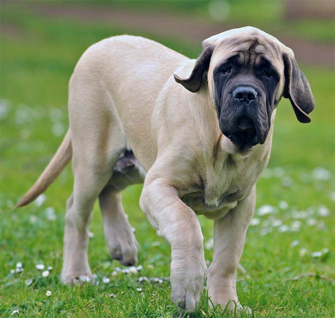 The 31 Heaviest Dog Breeds Worldwide 91