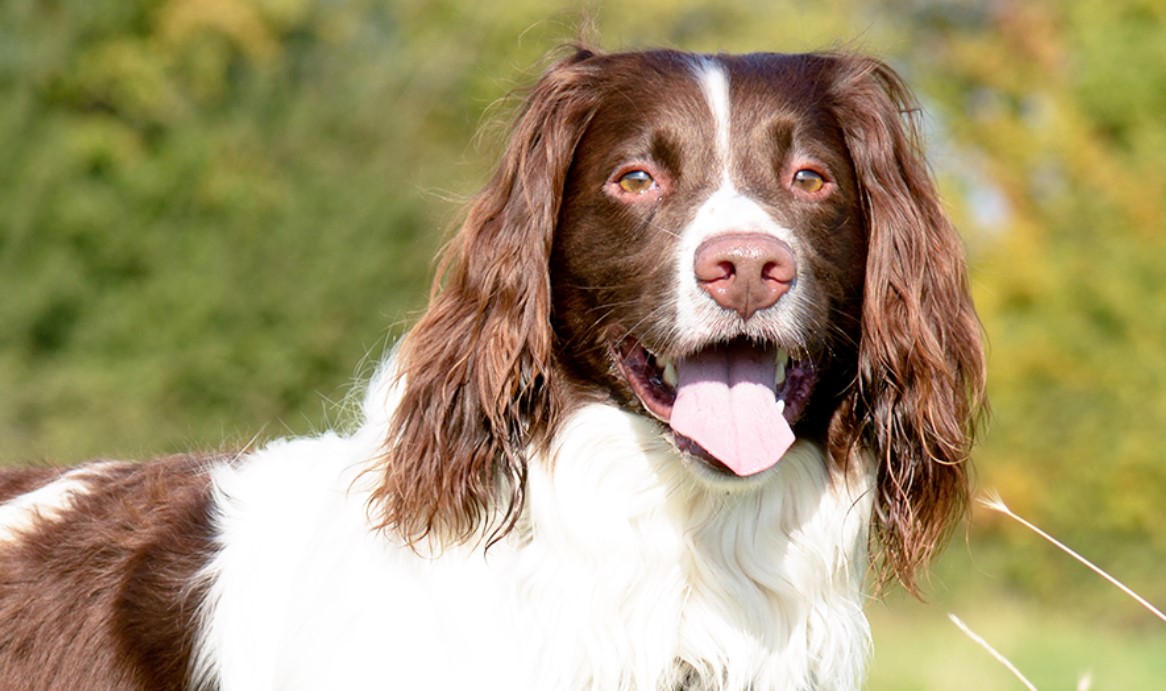 The 10 Most Popular Hunting Dog Breeds 26