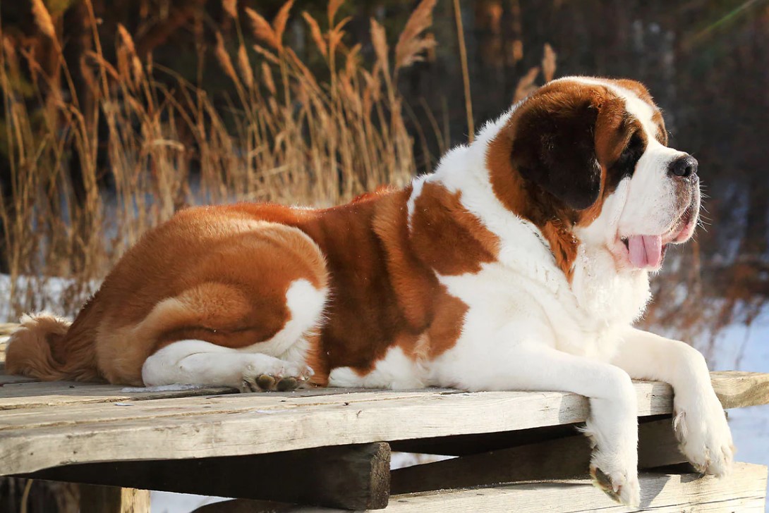The Top 10 Most Friendly Dog Breeds 2022 26