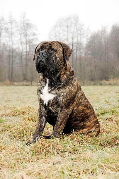 The 18 Most Dangerous Dog Breeds Ever Existed 41