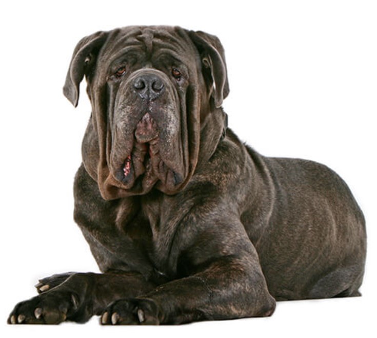 The 31 Heaviest Dog Breeds Worldwide 66