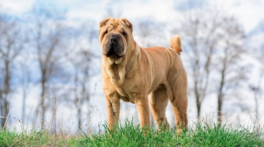 How to Choose the Perfect Dog Breed 40