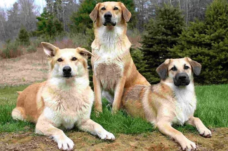 Rare Dog Breeds: The 26 Rarest Dogs In The World 58